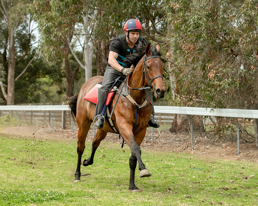 Newgate Farm’s Boom First Crop Sire DEEP FIELD Records His First Winner